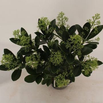 Skimmia japonica 'Finchy'
