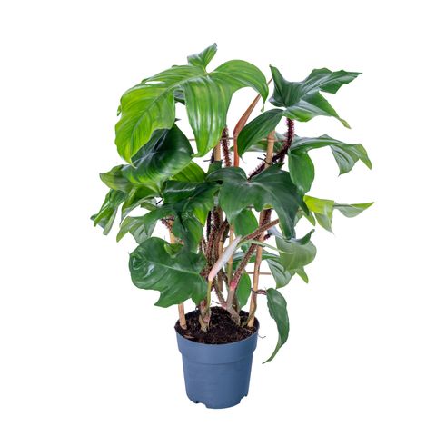 Filodendro squamiferum
