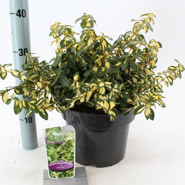 Euonymus fortunei BLONDY