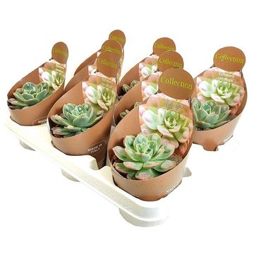 Echeveria 'Raindrops'