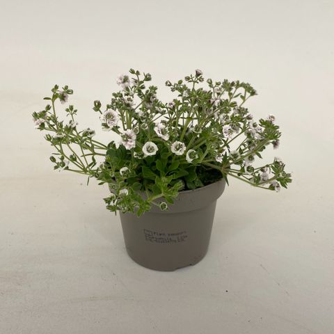 Gypsophila cerastoides