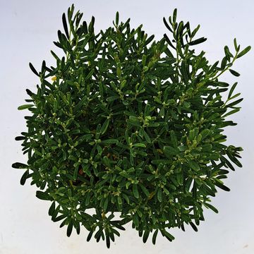 Andromeda polifolia 'Compacta'