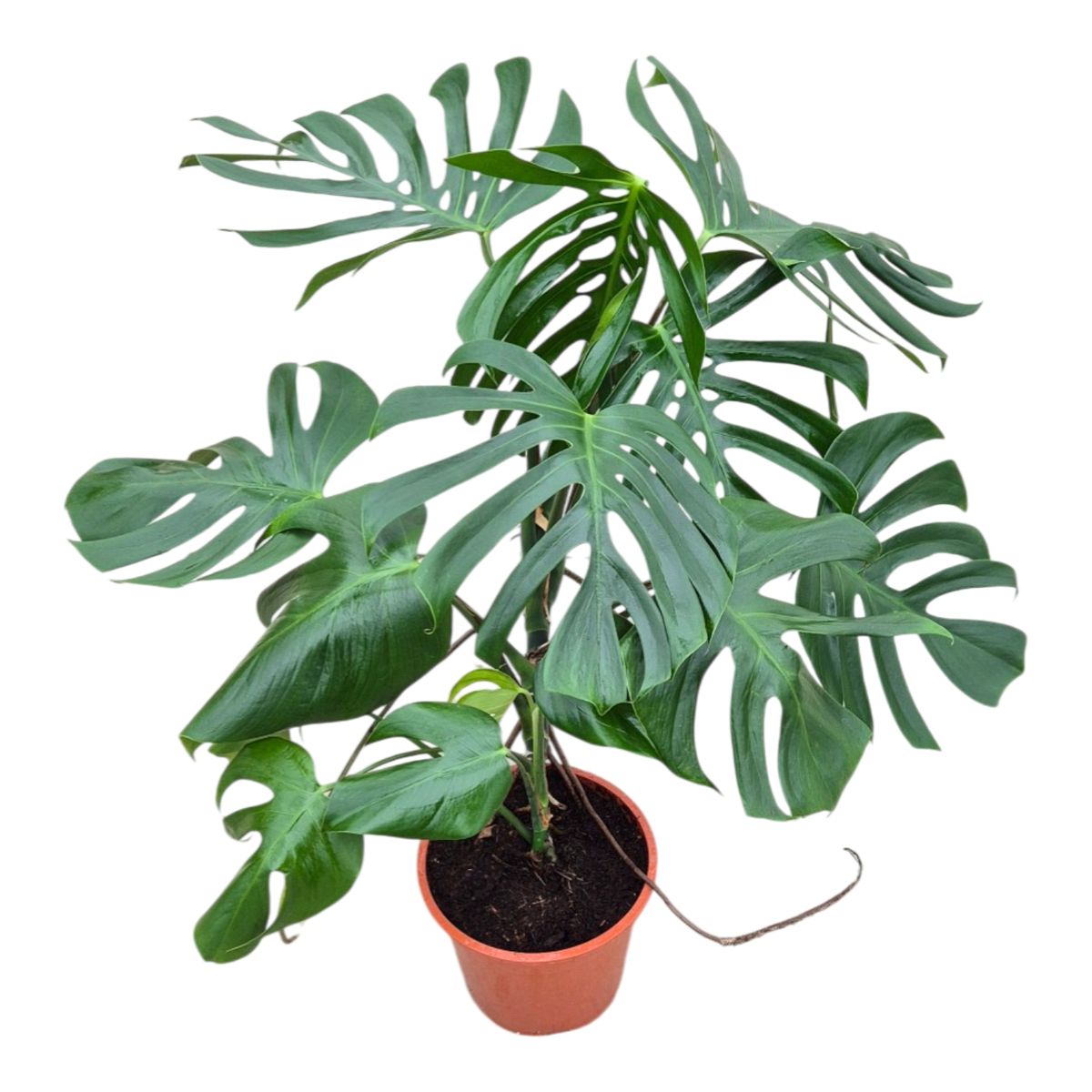 philodendron green princess pflege Philodendron Green Princess als pflegeleichter Klassiker - ⭥25cm main image 0