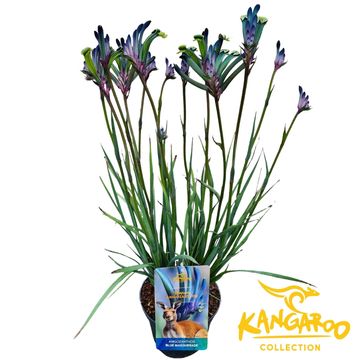 Anigozanthos 'Blue Masquerade'