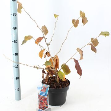 Hamamelis x intermedia 'Feuerzauber'