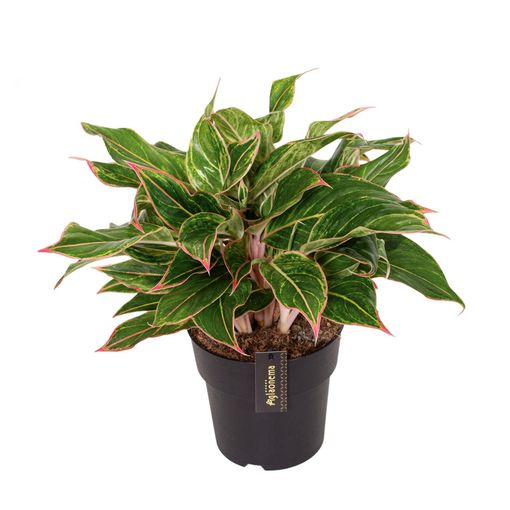 Aglaonema 'Jungle Light'