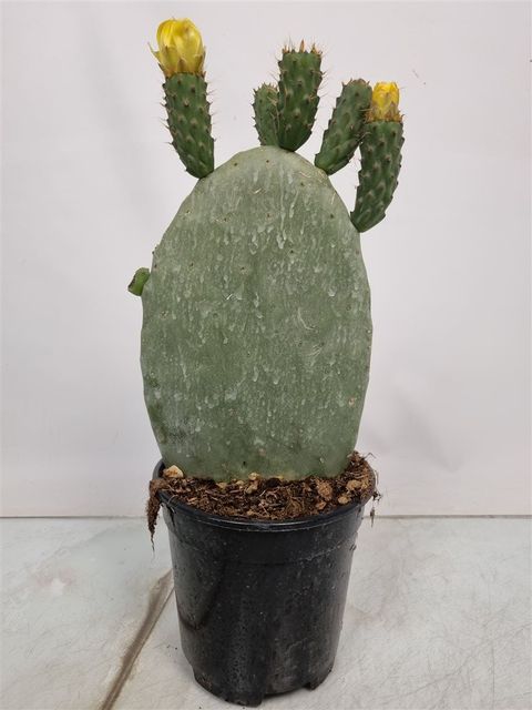 Opuntia ficus-indica