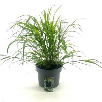 Hakonechloa macra