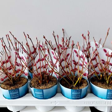 Ива gracilistyla 'Mt. Aso'