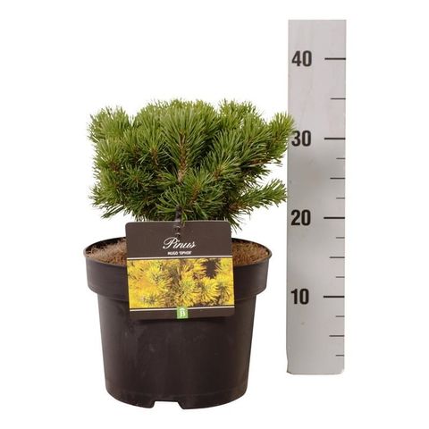 Pinus mugo 'Ophir'