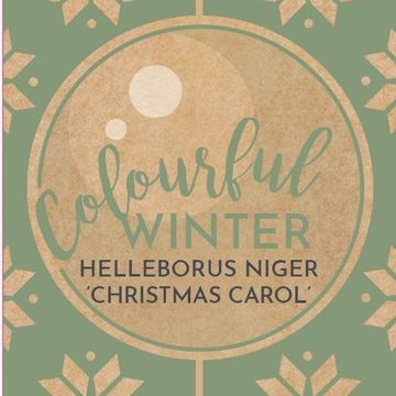 Гелеборус niger 'Christmas Carol'