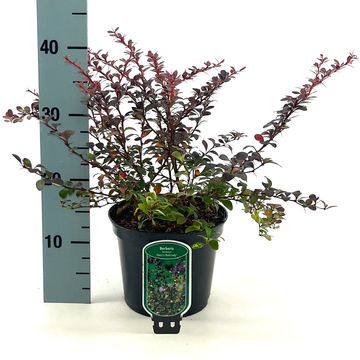 Berberis thunbergii 'Dart's Red Lady'