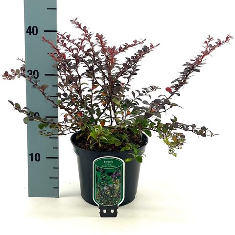 Berberis thunbergii 'Dart's Red Lady'