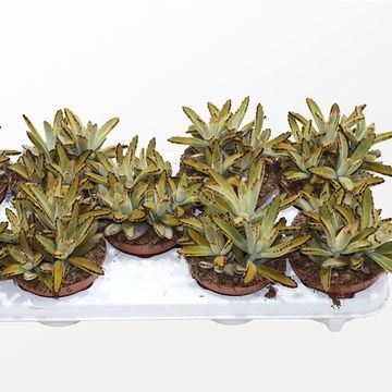 Kalanchoe tomentosa 'Golden Girl'