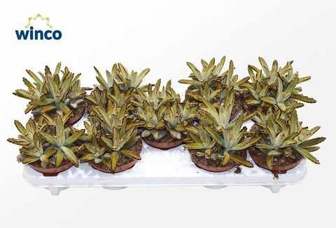 Kalanchoe tomentosa 'Golden Girl'