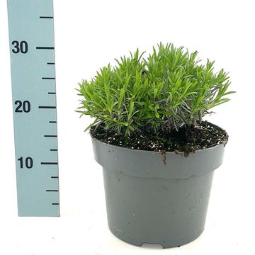 Lavandula angustifolia LITTLE LADY