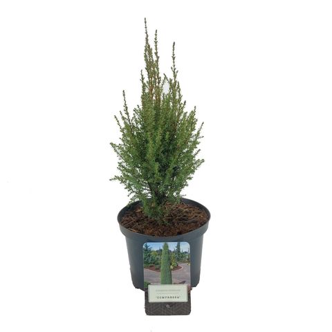 Juniperus communis 'Compressa'