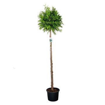 Thuja plicata 'Atrovirens'