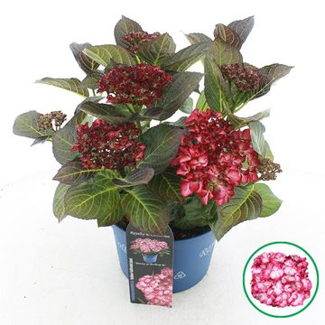 Hydrangea macrophylla ROYALTY BEAUTY  OF BOSKOOP
