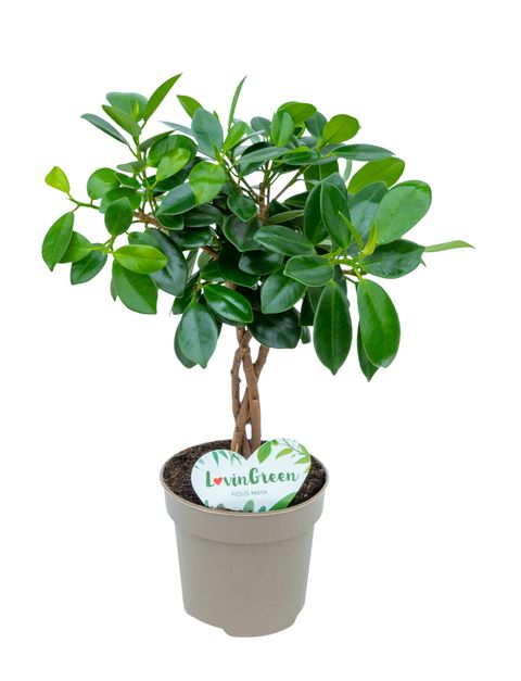 Ficus 'Maya'