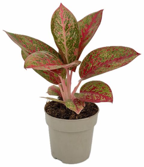 Aglaonema 'Fireworks'