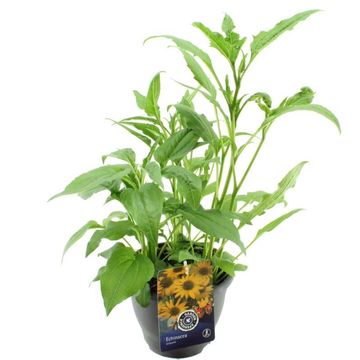 Echinacea 'Espinoso Yellow'