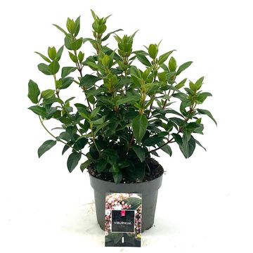 Viburnum tinus
