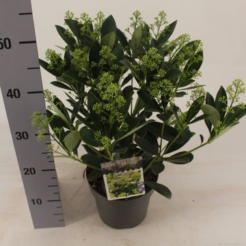 Skimmia japonica 'Finchy'