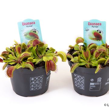 Dionaea muscipula