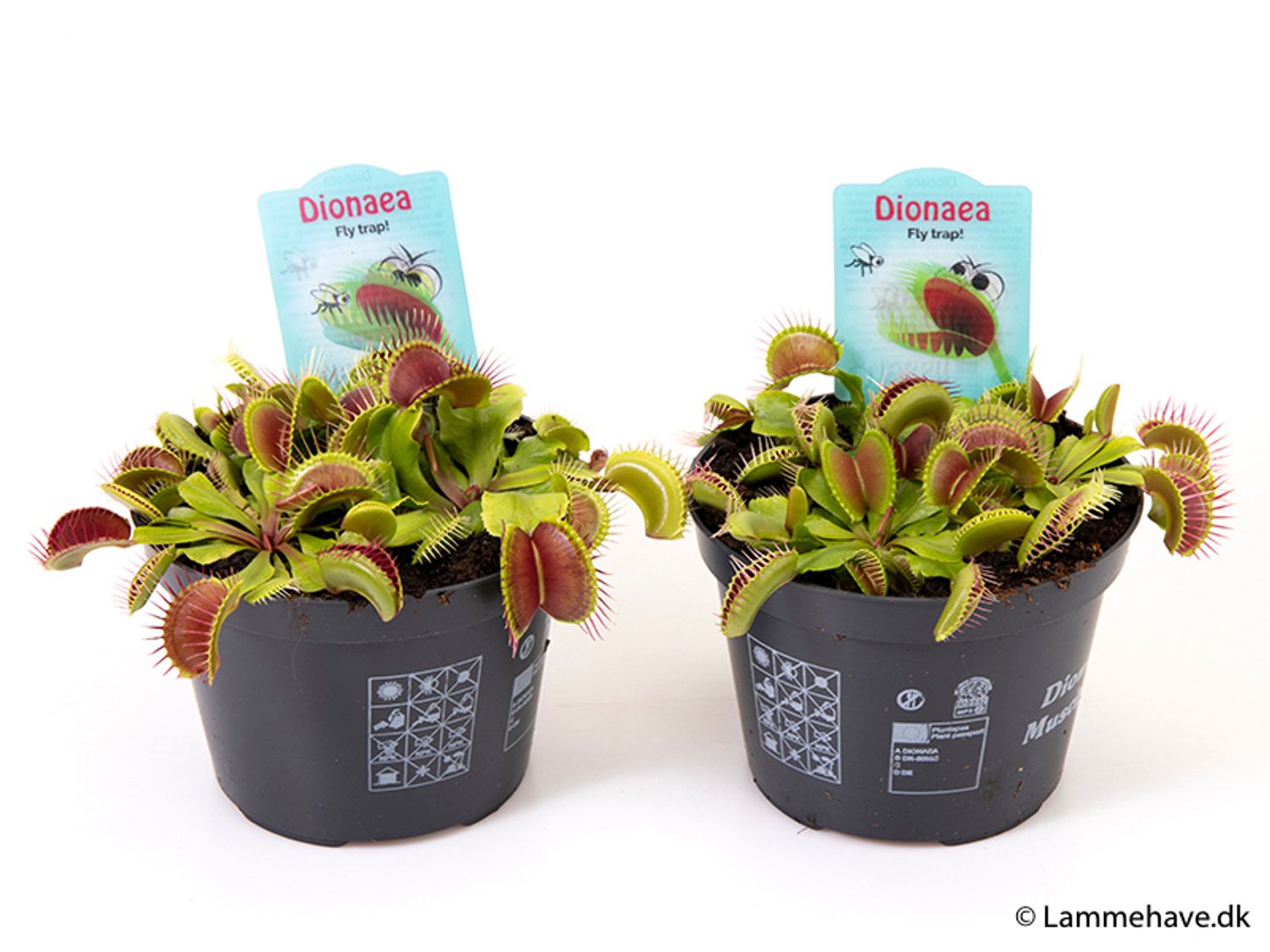 Dionaea muscipula — Plant Wholesale FlorAccess