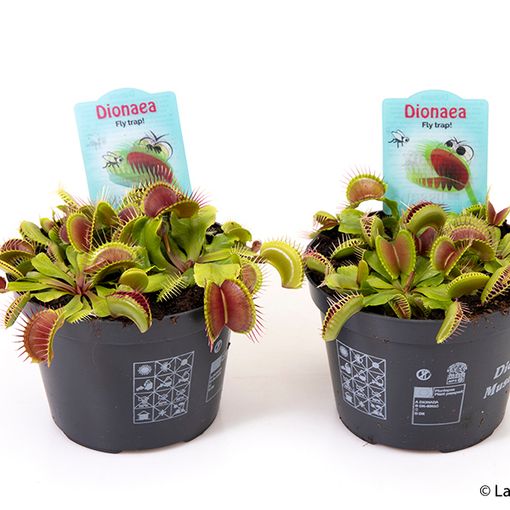 Dionaea muscipula