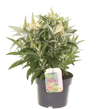 Buddleja davidii BUTTERFLY CANDY MIX