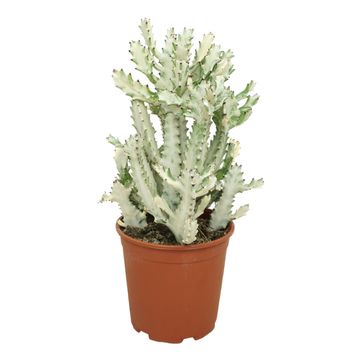 Euphorbia lactea 'White Ghost'