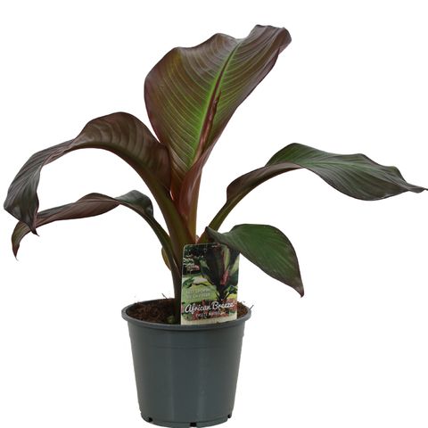 Ensete ventricosum 'Maurelii' (Vreugdenhil Bulbs & Plants)