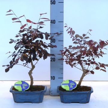 Loropetalum chinense