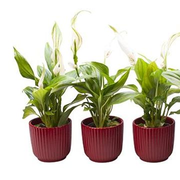 Spathiphyllum wallisii