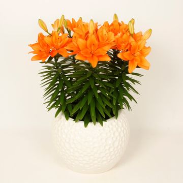 Lilium 'Tiny Double Dutch'