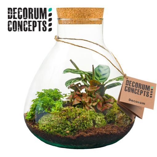 Arrangement Terrarium