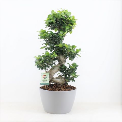 Ficus microcarpa 'Ginseng'
