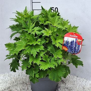 Delphinium MAGIC FOUNTAINS MIX