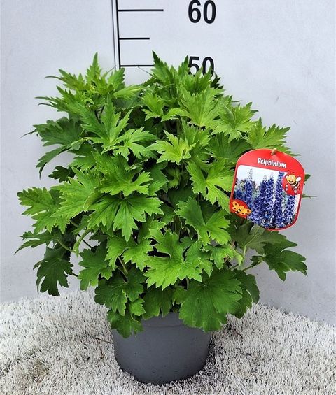 Delphinium MAGIC FOUNTAINS MIX