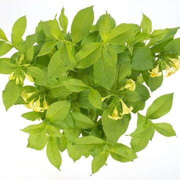 Weigela middendorffiana 'Mango'