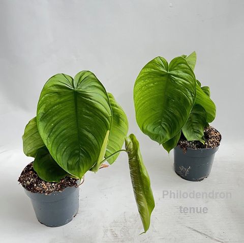 Philodendron tenue