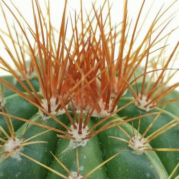 Melocactus diamantinus