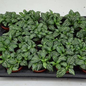 Fittonia MOSAIC MARBLE GREEN