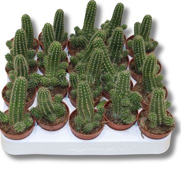 Chamaecereus silvestrii