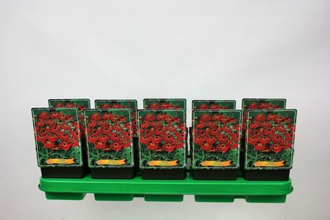 Helenium 'Ruby Tuesday'