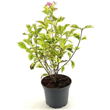 Weigela 'Kosteriana Variegata'