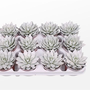 Echeveria agavoides PAINT WHITE