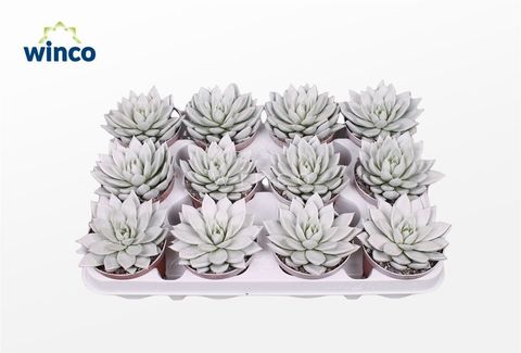 Echeveria agavoides PAINT WHITE